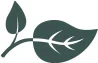 TWSA-showroom_leaf
